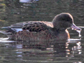Gadwall x Eurasian Wigeon hybrid